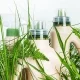 Reinigungsmittel mit verschiedenen Pflanzen